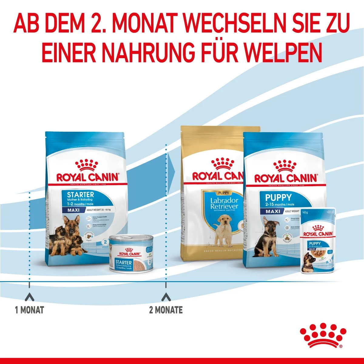 Royal Canin Maxi Starter Trockenfutter 15 Kg Trockenfutter Für Hunde 7 Royal Canin Maxi Starter Trockenfutter 15 Kg Trockenfutter Für Hunde – Bild 7
