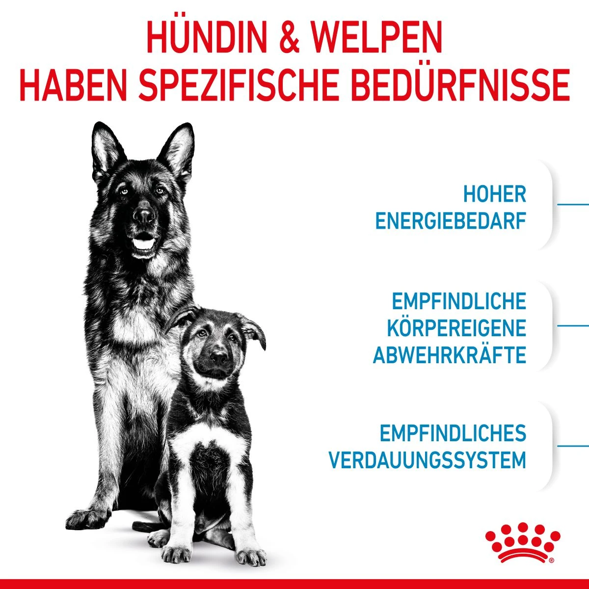 Royal Canin Maxi Starter Trockenfutter 15 Kg Trockenfutter Für Hunde 4 Royal Canin Maxi Starter Trockenfutter 15 Kg Trockenfutter Für Hunde – Bild 4