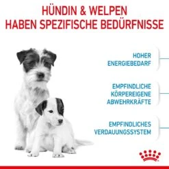 Royal Canin Mini Starter Trockenfutter 4 Kg Trockenfutter 13 Royal Canin Mini Starter Trockenfutter 4 Kg Trockenfutter -Angebote Specific Store J5B1QFGTXM6M 3182550932707 2504 3