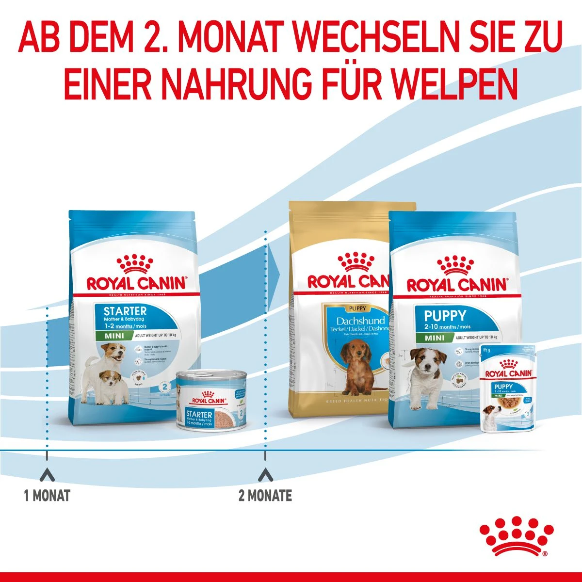 Royal Canin Mini Starter Trockenfutter 4 Kg Trockenfutter 7 Royal Canin Mini Starter Trockenfutter 4 Kg Trockenfutter – Bild 7