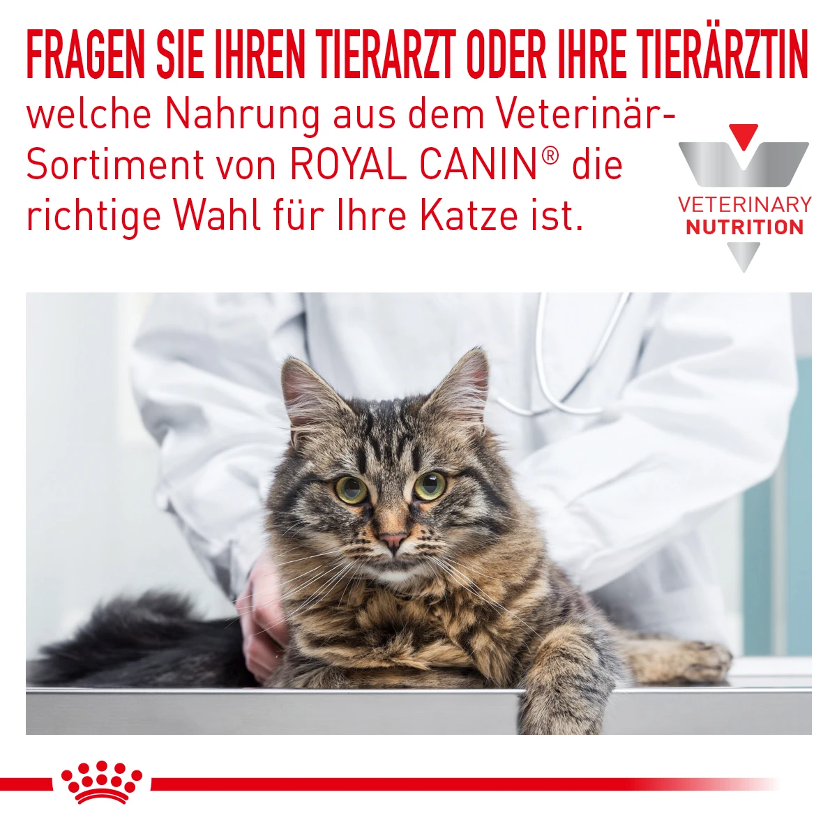 Royal Canin Sensitivity Control Huhn Mit Reis Feine Stückchen In Soße Frischebeutel Für Katzen 12 X 85 G Huhn Und Reis Frischebeutel Für Katzen 3 Royal Canin Sensitivity Control Huhn Mit Reis Feine Stückchen In Soße Frischebeutel Für Katzen 12 X 85 G Huhn Und Reis Frischebeutel Für Katzen – Bild 3
