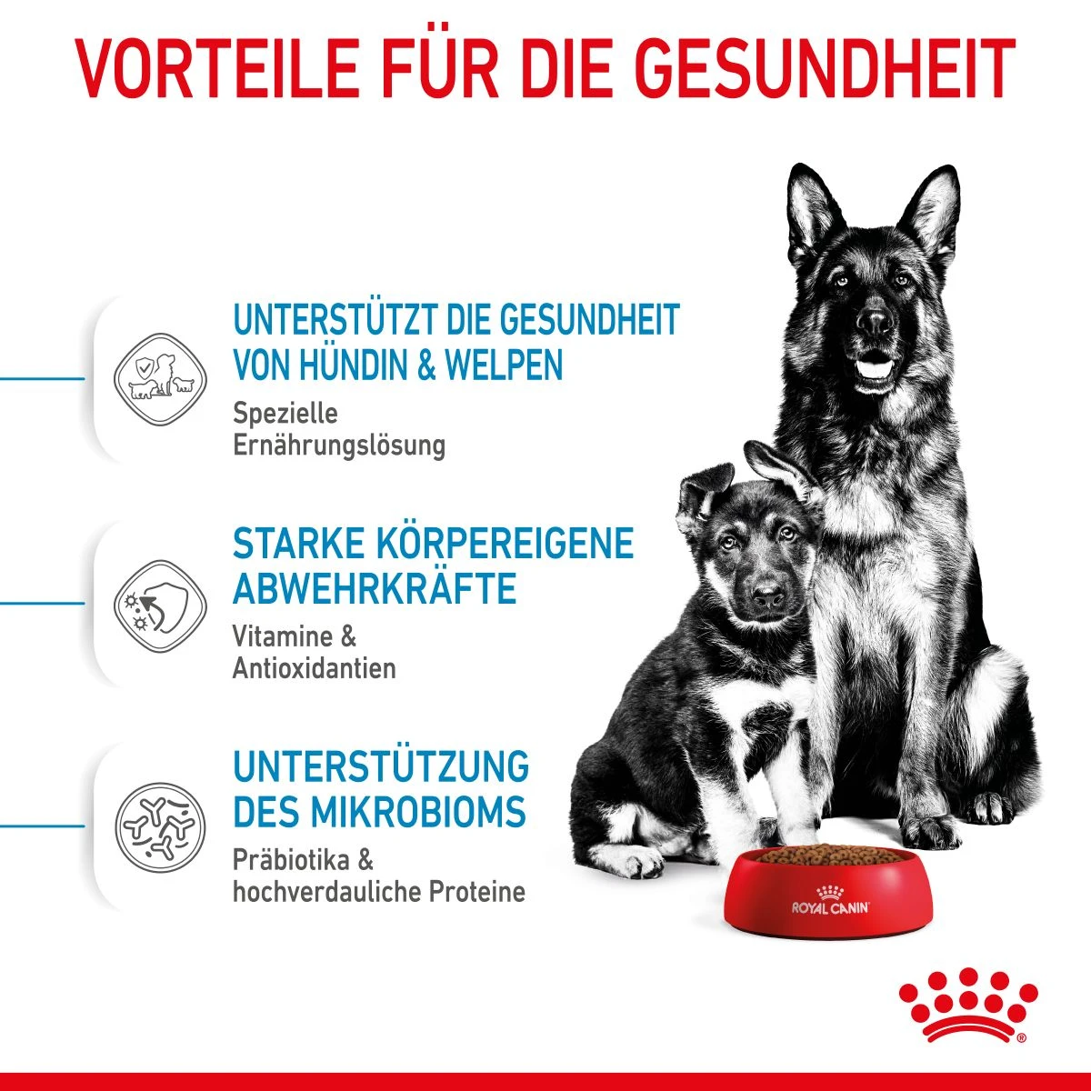 Royal Canin Maxi Starter Trockenfutter 15 Kg Trockenfutter Für Hunde 5 Royal Canin Maxi Starter Trockenfutter 15 Kg Trockenfutter Für Hunde – Bild 5