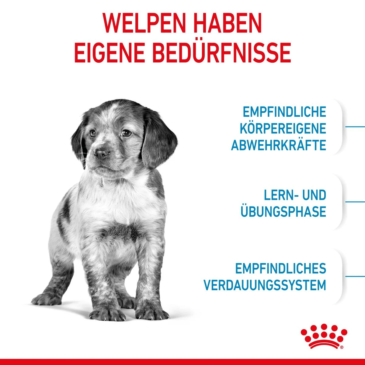 Royal Canin Medium Puppy Für Welpen Mittelgroßer Hunderassen 4 Kg Trockenfutter 4 Royal Canin Medium Puppy Für Welpen Mittelgroßer Hunderassen 4 Kg Trockenfutter – Bild 4
